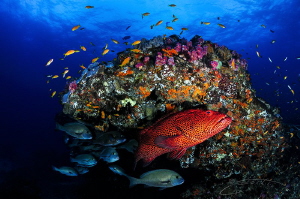 ~ Stop Pushing It into Red ~
Celebrating Ocean conservat... by Geo Cloete 